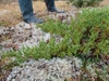 Juniperus × ambigens - Photo (c) Henry "Nick" Robertson, some rights reserved (CC BY-SA), uploaded by Henry "Nick" Robertson