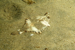Pleuronichthys