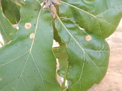 Polystepha pustuloides