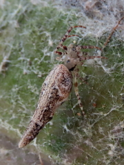 Cyclosa bacilliformis