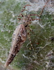 Cyclosa bacilliformis