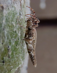 Cyclosa bacilliformis