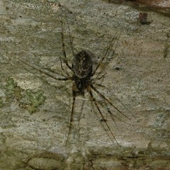 Drapetisca alteranda