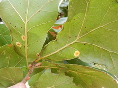 Polystepha pustuloides