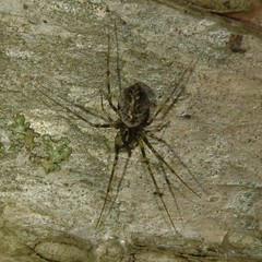 Drapetisca alteranda