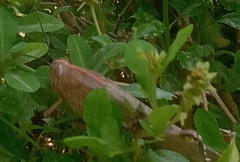 Anacridium aegyptium