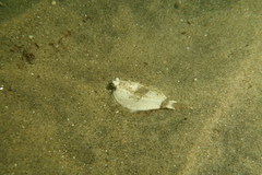 Pleuronichthys