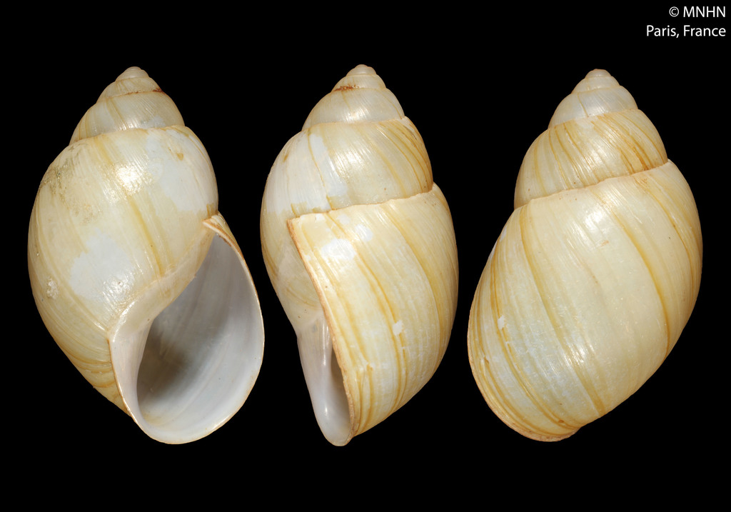 Rabdotus sufflatus