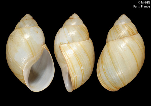 Rabdotus sufflatus