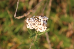 Achillea millefolium