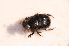 Metacatharsius marani