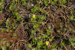 Ranunculus gmelinii