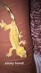 Correlophus ciliatus
