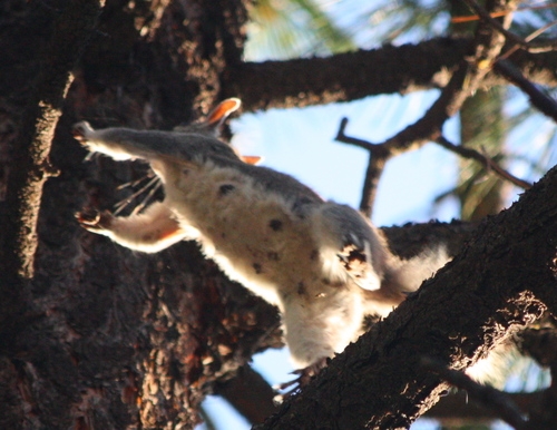 Sciurus aberti