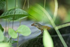 Anolis wattsii