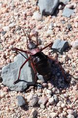 Acanthoplus longipes