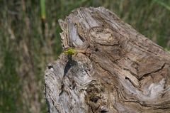 Podarcis siculus campestris