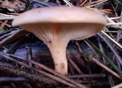 Paralepista flaccida