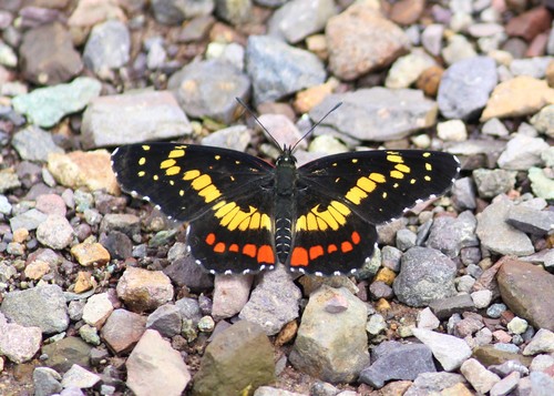 Eumeda Checkerspot