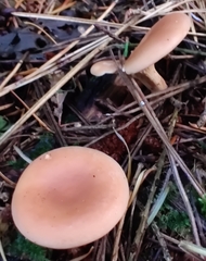 Paralepista flaccida