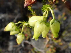 Erica urna-viridis