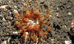 Isarachnanthus