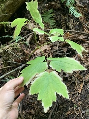 Actaea elata