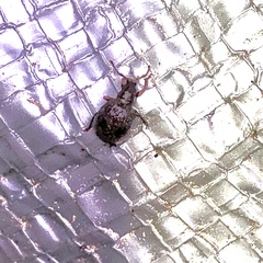 Myosides seriehispidus