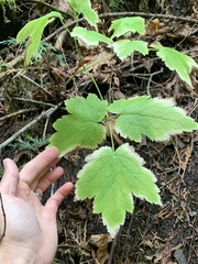 Actaea elata