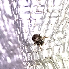 Myosides seriehispidus