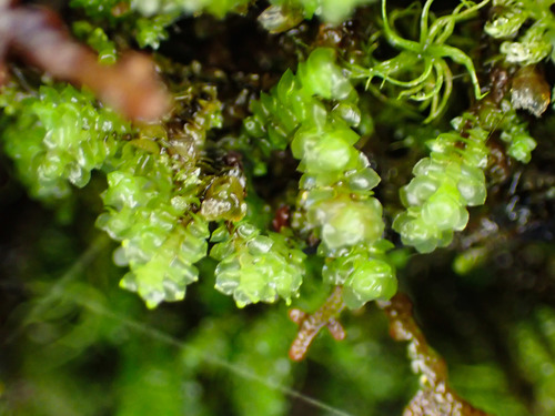 Scapania irrigua ssp. irrigua