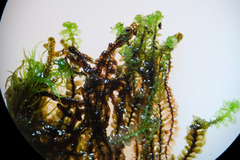 Scapania irrigua irrigua