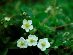 Fragaria moschata