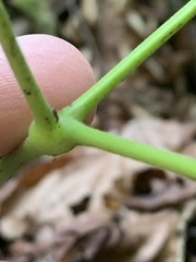 Actaea elata