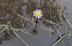 Allittia cardiocarpa