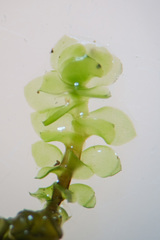 Scapania irrigua irrigua