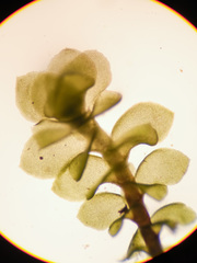 Scapania irrigua irrigua