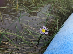 Allittia cardiocarpa