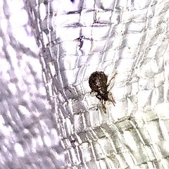 Myosides seriehispidus