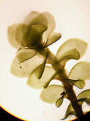 Scapania irrigua irrigua