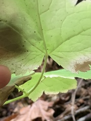 Actaea elata
