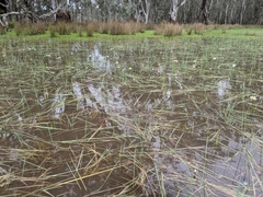 Allittia cardiocarpa