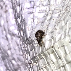 Myosides seriehispidus