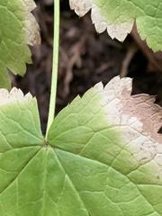 Actaea elata