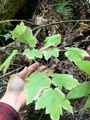 Actaea elata