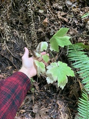 Actaea elata