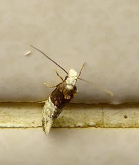 Trichophaga