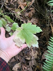 Actaea elata