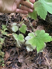 Actaea elata