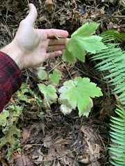 Actaea elata